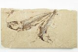 Two Cretaceous Fossil Fish (Scombroclupea) with Pos/Neg - Lebanon #201345-6